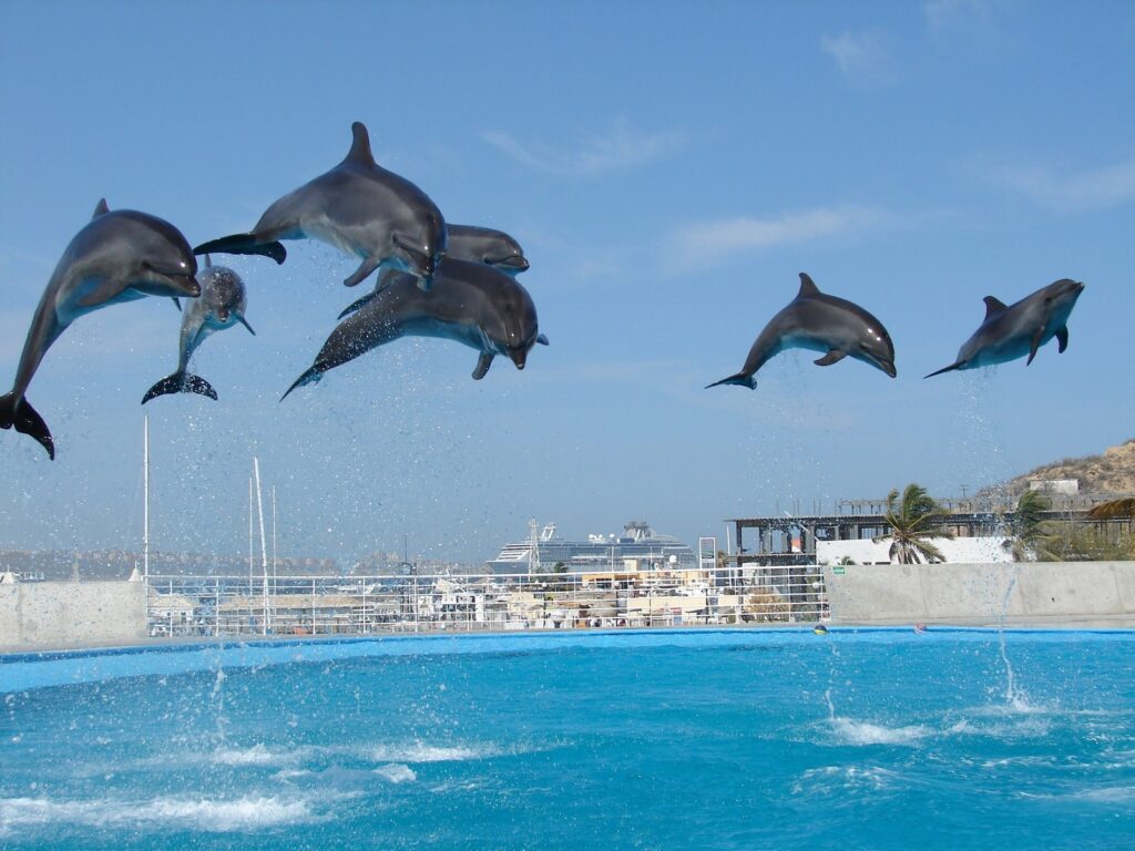 flock of birds flying over the sea during daytime