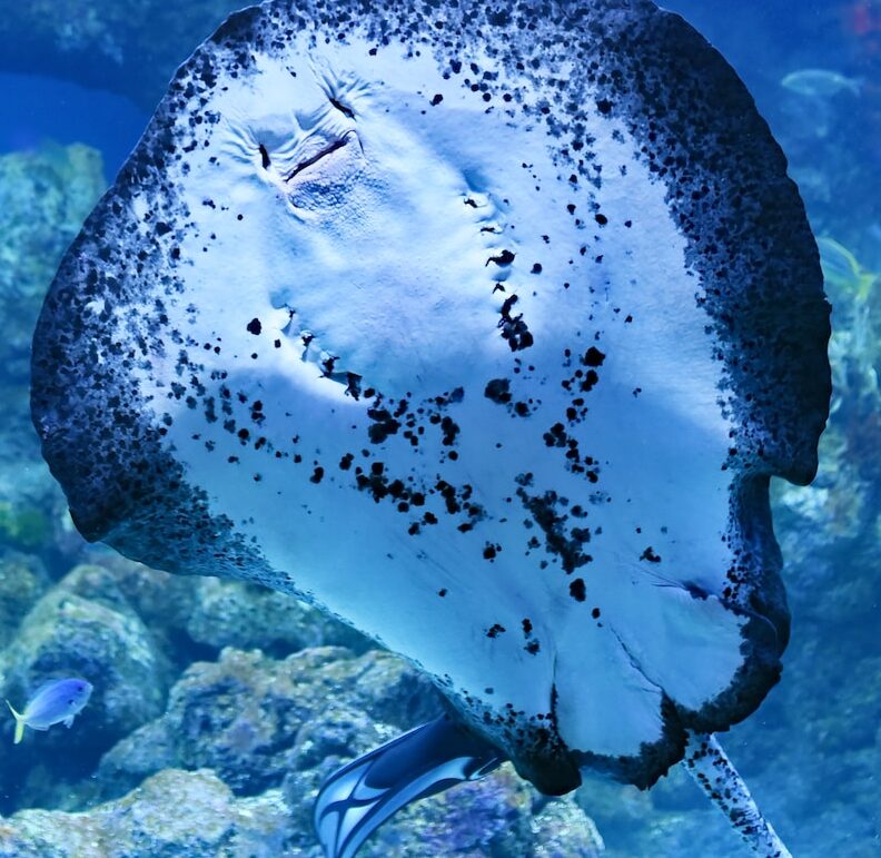 person swimming on top of Manta Ray fish