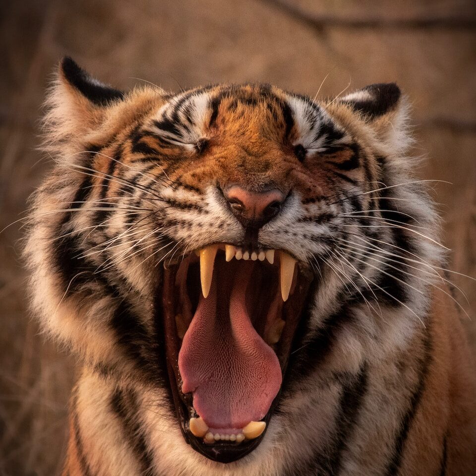 brown and black tiger showing tongue