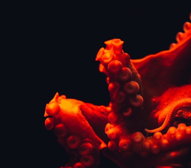 shallow focus photography of octopus